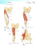Sobotta  Atlas of Human Anatomy  Trunk, Viscera,Lower Limb Volume2 2006, page 319